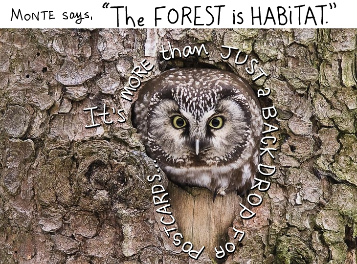 The forest is habitat. It's more than just a backdrop for postcards.