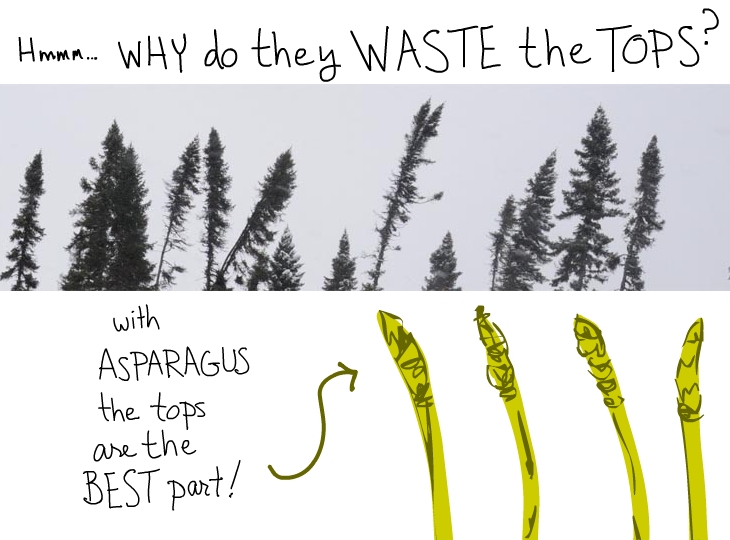 Why do they waste the tops? With asparagus the tops are the best part!