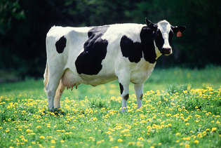 E-I-E-I-Oh no: Decades of antibiotics in farm animals lead to deadly  superbugs | Grist