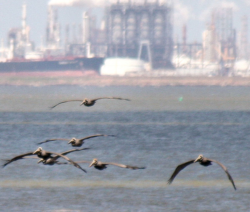 Pelicans outside an oil refinery.