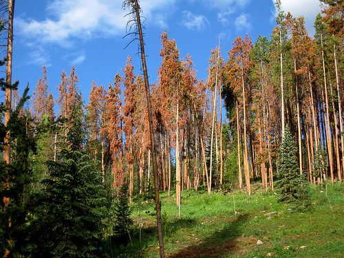 dead trees from pine beetles