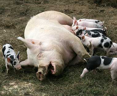 Sow with piglets.