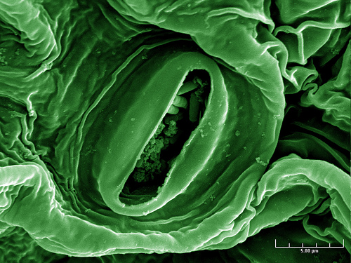 E. coli on lettuce.