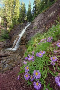 waterfall & flowers