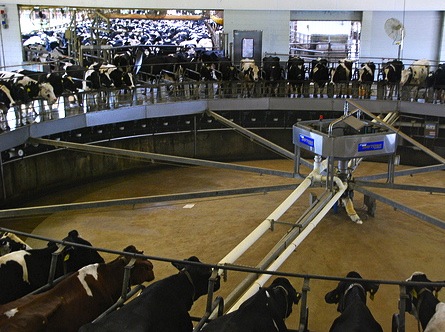 giant milking machine