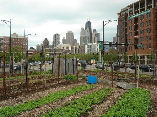 Chicago urban farm.