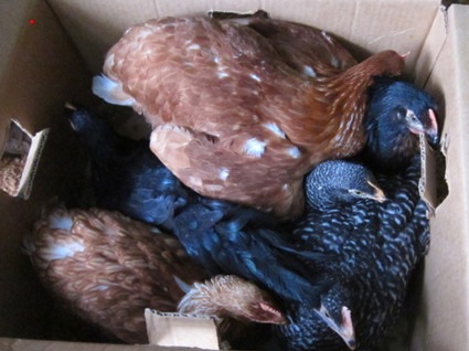 chickens in a box