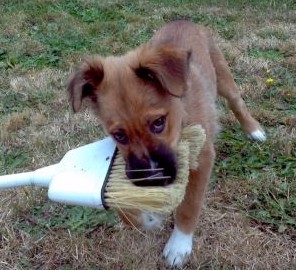 puppy with broom in mouth