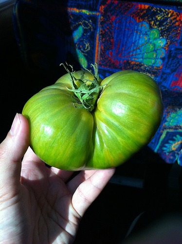 My first heirloom tomato: ugly, but delicious!