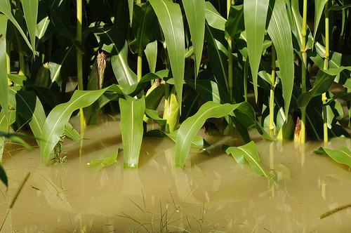 A flooded Vermont corn field.