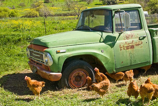 chickens and old truck