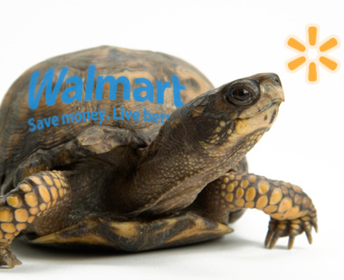 turtle with walmart logo