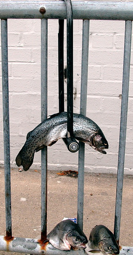 fish lock