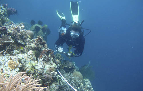 Joanne Wilson surveying coral reefs in Raja Ampat