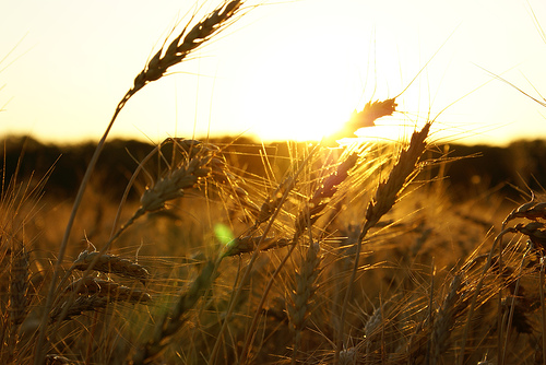 Kansas wheat.