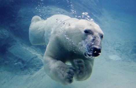 Image (1) polar_bear_swimming_550.jpg for post 50035