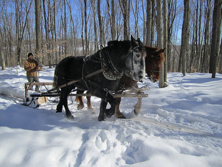 draft horses in winter