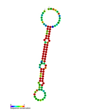 micro RNA