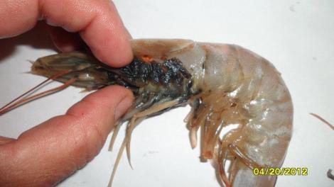 farmed gill ew deformed routinely eyeless grist feces lesions