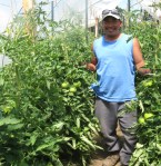 Rodrigos Tomatoes farmworker