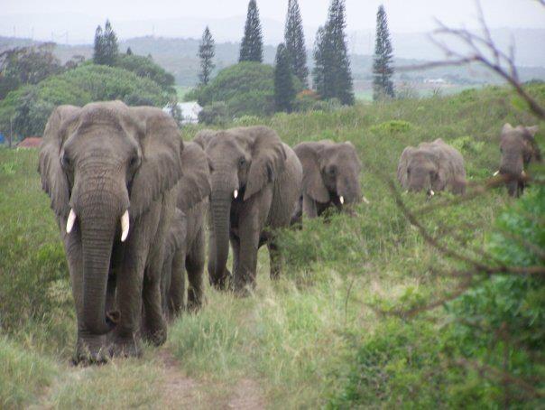 Elephants hold vigil for human friend | Grist