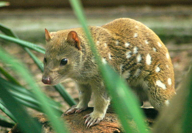 Weird, adorable animal spotted for the first time in over a decade | Grist