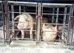 Temple Grandin has said raising pigs in gestation crates is like "living in an airplane seat."