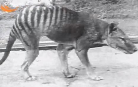 This 1933 video of the last living thylacine is a haunting look at a now-extinct  species | Grist