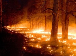Blazes like last year's Whitewater Baldy Complex fire in New Mexico could make that part of the country inhospitable to trees.