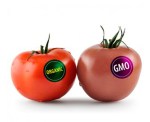 organic-gmo-tomato-carousel