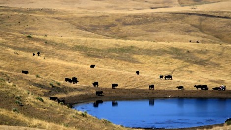 cattle-grazing-climate-desk