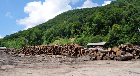 WV coal protest: lumber
