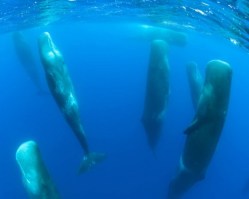 Sperm whales in happier times.