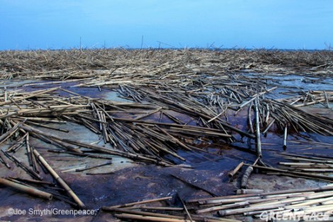 Oil and reeds washed up by Hurricane Isaac on West Ship Island, Mississippi, September 4, 2012