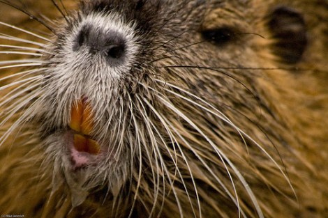 What does a 20-pound swamp rat taste like? Watch two brave guys find out |  Grist