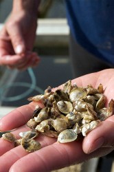 Young oysters, a.k.a. "oyster seeds," are increasingly vulnerable as the ocean absorbs carbon and becomes more acidic.
