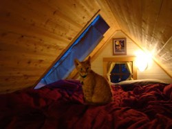 Lina’s tiny home includes a sleeping loft that she shares with her cat, Raffi. 