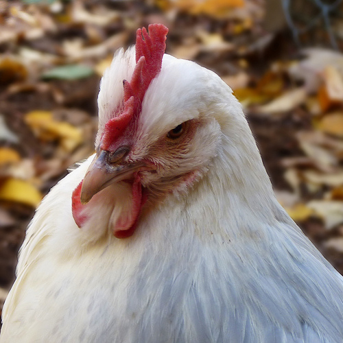 Give this chicken some oregano oil and call me in the morning.