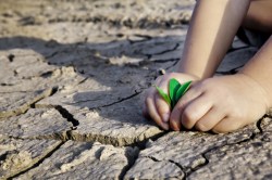 child planting seedling in dry earth