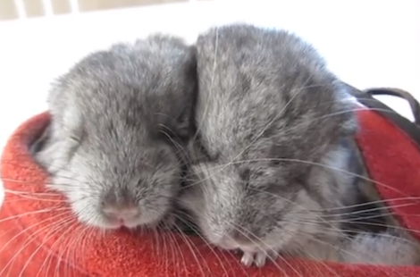 Two Chinchillas, One Shoe' video redeems the internet | Grist
