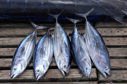 ShutterstockShutterstock tuna fresh caught