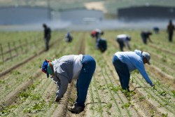 Farmworkers weeding in the field by hand, San Joaquin Valley, California. 