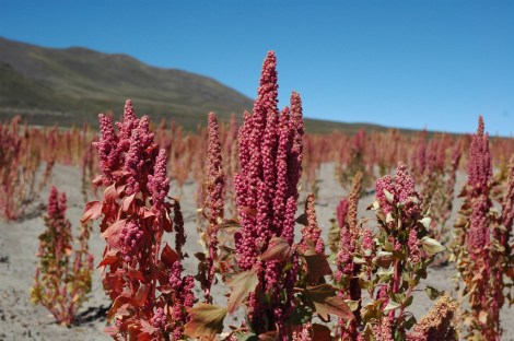 Quinoa growing in Bolivia.