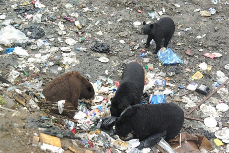 This is actually a dump in Canada. Really. With bears.