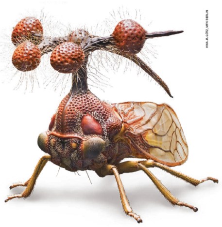 bocydium-globulare-leafhopper