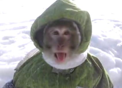 coat_monkey