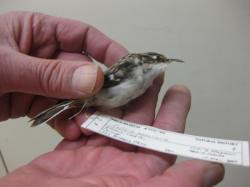 The brown creeper.