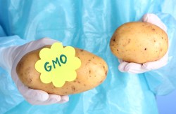 genetically modified food potato