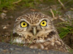 This adorable burrowing owl could be killed by agricultural pesticide