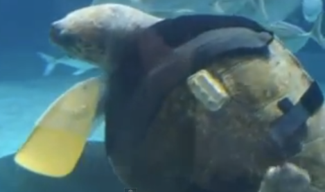 It's a sea turtle with prosthetic flippers